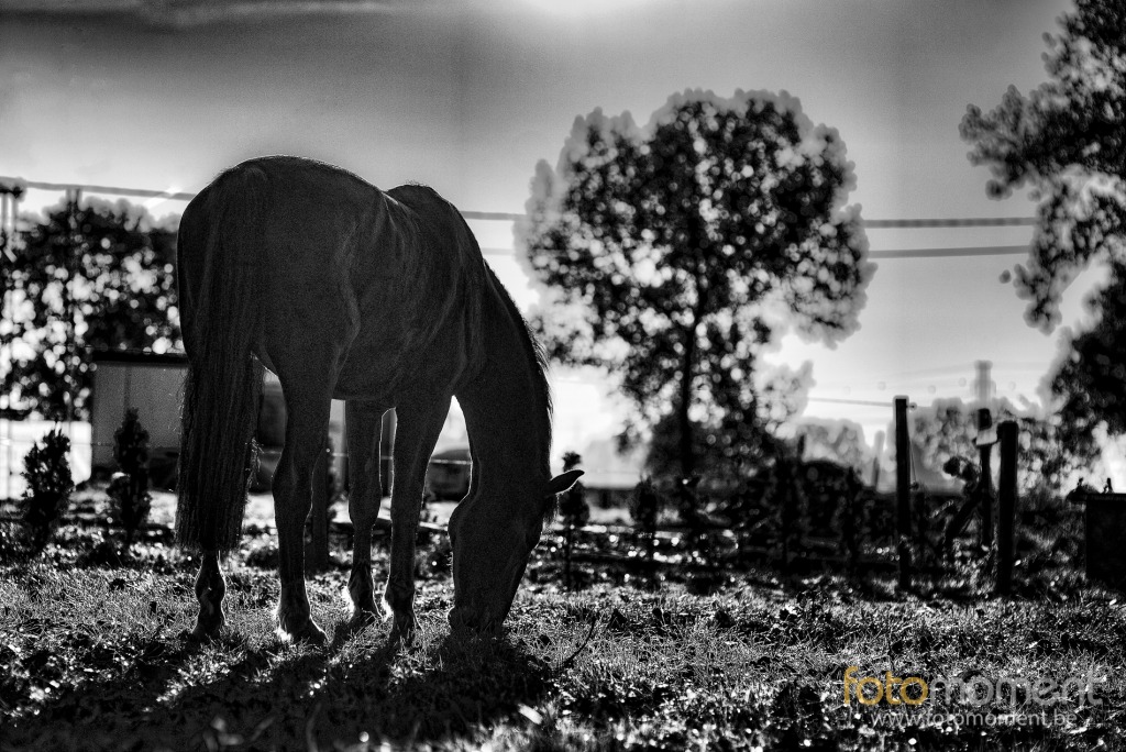 Paardenshoot